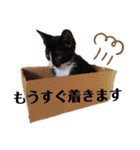 ハチワレ子猫の与太郎です。よろしく！（個別スタンプ：6）