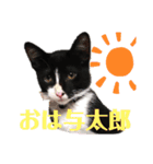 ハチワレ子猫の与太郎です。よろしく！（個別スタンプ：8）