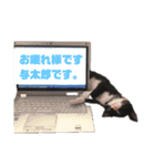 ハチワレ子猫の与太郎です。よろしく！（個別スタンプ：12）