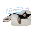 ハチワレ子猫の与太郎です。よろしく！（個別スタンプ：14）