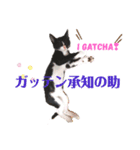 ハチワレ子猫の与太郎です。よろしく！（個別スタンプ：15）