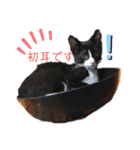 ハチワレ子猫の与太郎です。よろしく！（個別スタンプ：16）