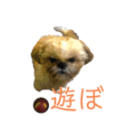 めるちゃん図鑑（個別スタンプ：1）