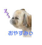 めるちゃん図鑑（個別スタンプ：5）