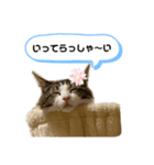 ルナルナ日和1（個別スタンプ：3）