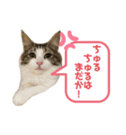 ルナルナ日和1（個別スタンプ：4）