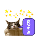 ルナルナ日和1（個別スタンプ：9）