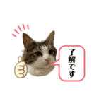 ルナルナ日和1（個別スタンプ：10）