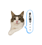 ルナルナ日和1（個別スタンプ：11）