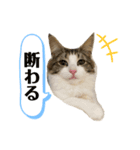 ルナルナ日和1（個別スタンプ：12）