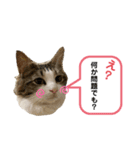 ルナルナ日和1（個別スタンプ：16）