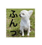 小春と申します。（個別スタンプ：2）