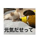 小春と申します。（個別スタンプ：9）