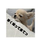小春と申します。（個別スタンプ：15）