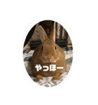 うさちのスタンプ2（個別スタンプ：4）