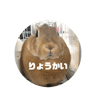 うさちのスタンプ2（個別スタンプ：5）