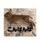 うさちのスタンプ2（個別スタンプ：7）