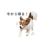 親バカが作ったスタンプ犬猫編（個別スタンプ：1）