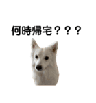 親バカが作ったスタンプ犬猫編（個別スタンプ：2）