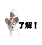 親バカが作ったスタンプ犬猫編（個別スタンプ：3）