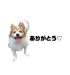 親バカが作ったスタンプ犬猫編（個別スタンプ：4）