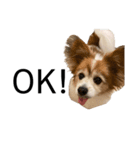 親バカが作ったスタンプ犬猫編（個別スタンプ：5）