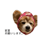 親バカが作ったスタンプ犬猫編（個別スタンプ：7）