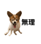 親バカが作ったスタンプ犬猫編（個別スタンプ：8）