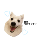 親バカが作ったスタンプ犬猫編（個別スタンプ：9）