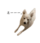 親バカが作ったスタンプ犬猫編（個別スタンプ：10）