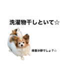 親バカが作ったスタンプ犬猫編（個別スタンプ：13）