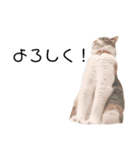 親バカが作ったスタンプ犬猫編（個別スタンプ：15）