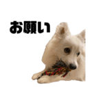 親バカが作ったスタンプ犬猫編（個別スタンプ：16）