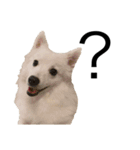 親バカが作ったスタンプ犬猫編（個別スタンプ：19）