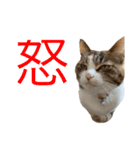 親バカが作ったスタンプ犬猫編（個別スタンプ：22）