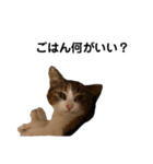親バカが作ったスタンプ犬猫編（個別スタンプ：24）