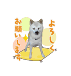 おぐりちゃんのスタンプ（個別スタンプ：3）