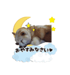 おぐりちゃんのスタンプ（個別スタンプ：5）