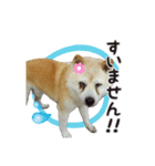 おぐりちゃんのスタンプ（個別スタンプ：8）