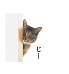 ちゃちゃ時々ねね（個別スタンプ：1）