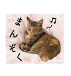 ちゃちゃ時々ねね（個別スタンプ：18）