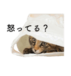 ちゃちゃ時々ねね（個別スタンプ：31）