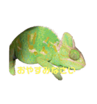 カメ＆レオン（個別スタンプ：4）