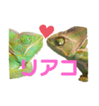 カメ＆レオン（個別スタンプ：9）
