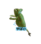 カメ＆レオン（個別スタンプ：12）