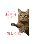 キジトラ直太朗 vol.1（個別スタンプ：2）