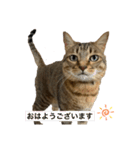 キジトラ直太朗 vol.1（個別スタンプ：3）