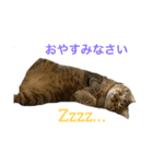 キジトラ直太朗 vol.1（個別スタンプ：4）