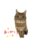 キジトラ直太朗 vol.1（個別スタンプ：6）