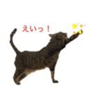 キジトラ直太朗 vol.1（個別スタンプ：9）